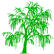 Willow Tree